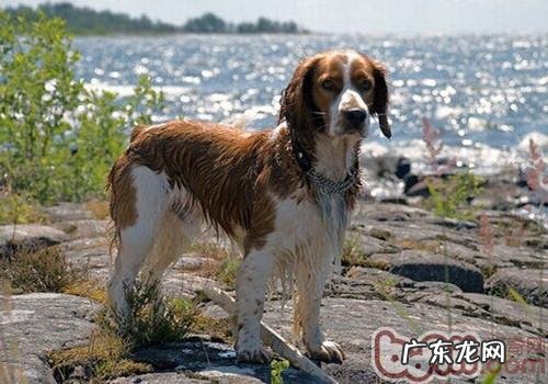 巴拿马史宾格犬的形状特点