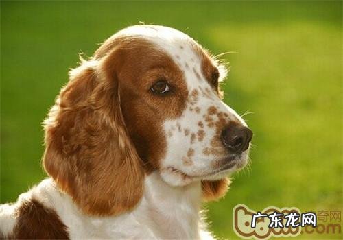 巴拿马史宾格犬的种类介绍