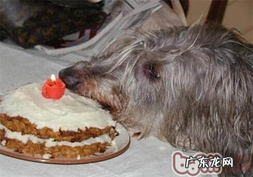 英国猎鹿犬的喂养关键点