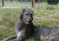 英国猎鹿犬的保养基本常识