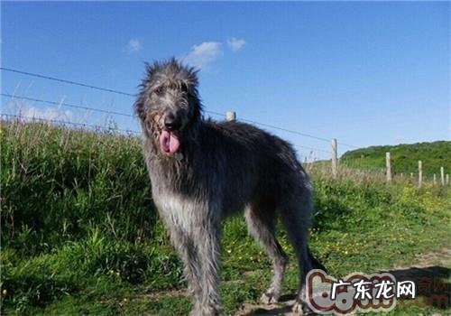 英国猎鹿犬的性格特征