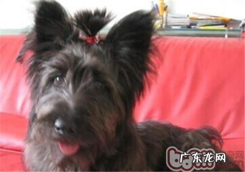 斯开岛梗的保养基本常识