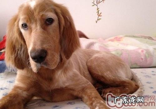 美国雪达犬的喂养关键点