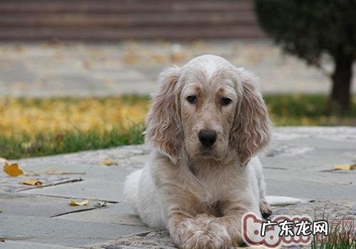 美国雪达犬的护理知识