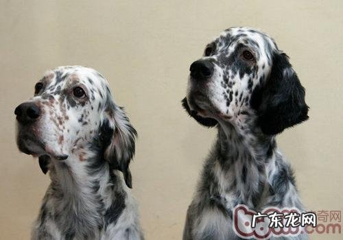 美国雪达犬的性格特征