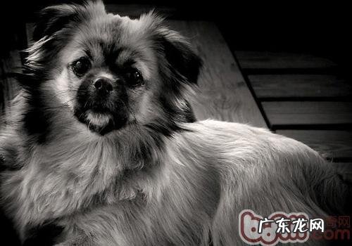 西藏猎犬的喂养关键点