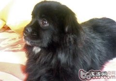 西藏猎犬的性格特征