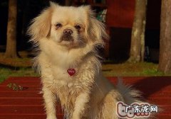 西藏猎犬的形状特点