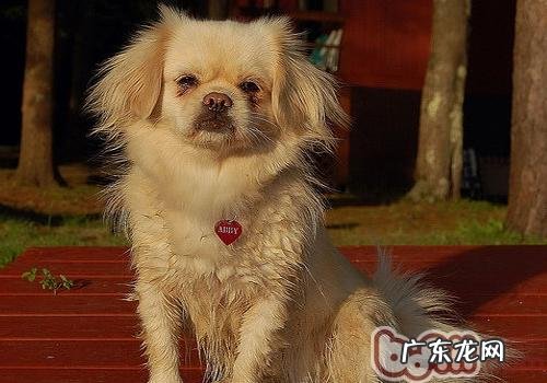 西藏猎犬的形状特点
