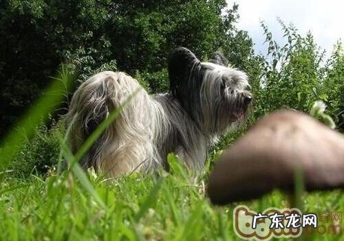 斯开岛梗的种类介绍