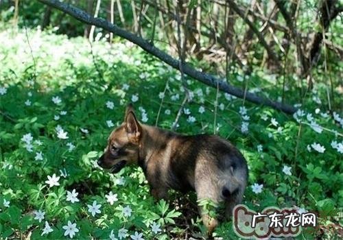 瑞典柯基犬的喂养关键点