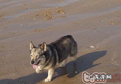 瑞典柯基犬的保养基本常识