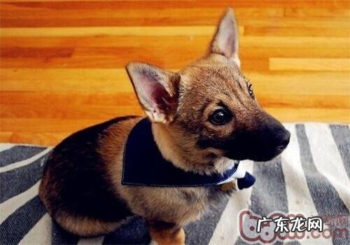 瑞典柯基犬的性格特征