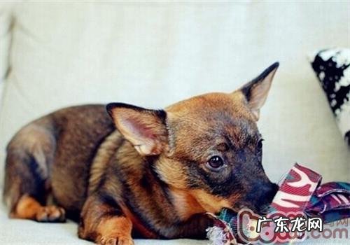 瑞典柯基犬的形状特点