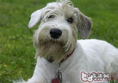 西里汉梗的形状特点