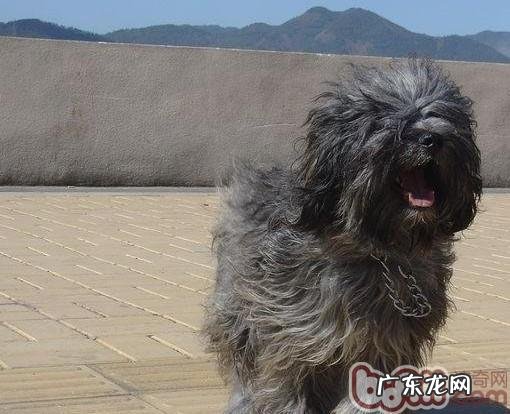 西藏梗的喂养关键点