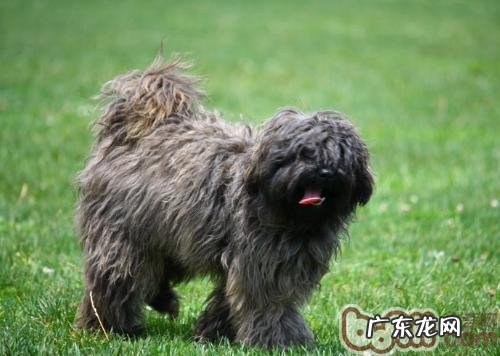 西藏梗的形状特点