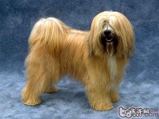 西藏梗的种类介绍