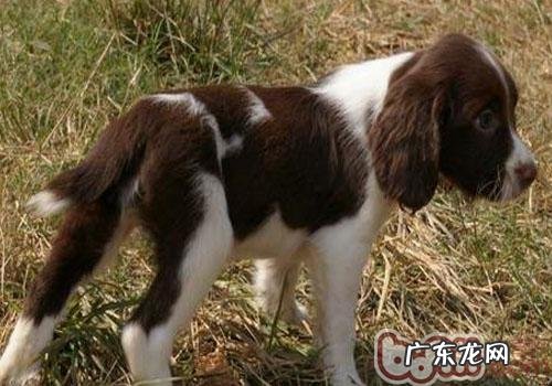 美国史宾格牧羊犬的喂养关键点