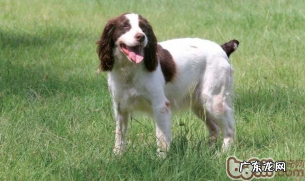 美国史宾格牧羊犬的性格特征