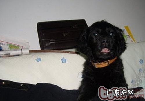 平毛找寻牧羊犬的性格特征