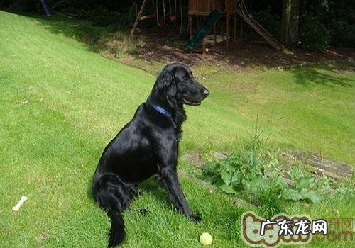 平毛找寻牧羊犬的种类介绍