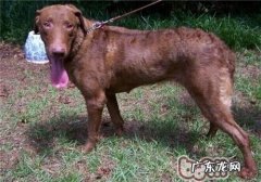 乞沙比克牧羊犬的喂养关键点