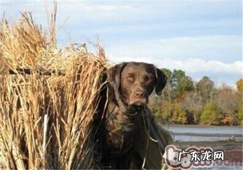 乞沙比克牧羊犬的保养基本常识