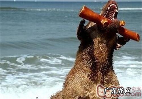 乞沙比克牧羊犬的性格特征