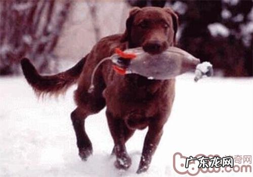 乞沙比克牧羊犬的形状特点