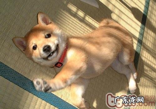 为何小狗很忠实