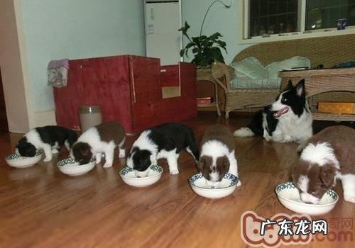 小狗嘴巴臭是什么原因