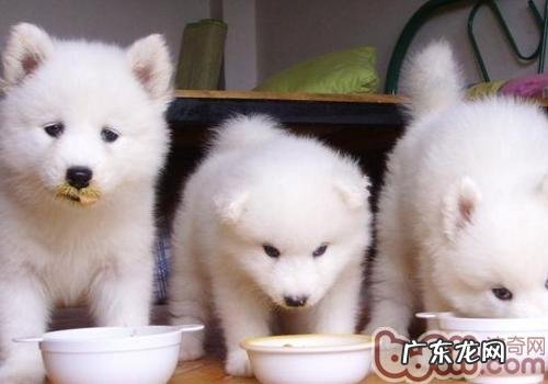 怎么让小狗不想吃饭