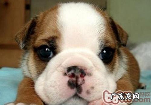 狗狗多大能做绝育