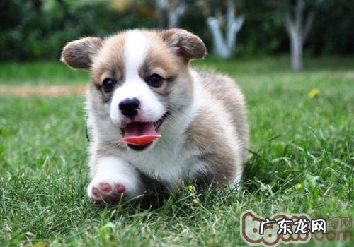 爬楼对狗有损害吗