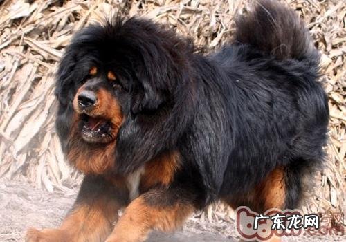 藏獒和狼谁强大