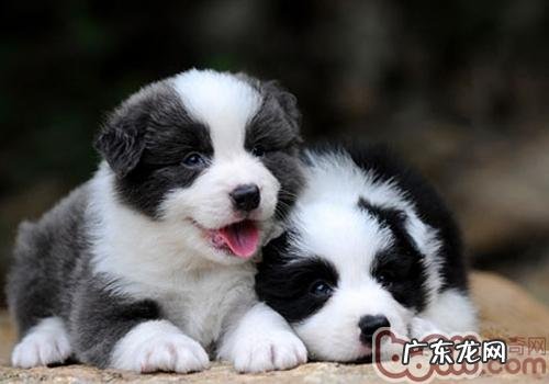 怎样选择边境牧羊犬