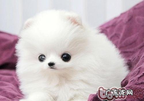 幼狗能吃成狗粮吗