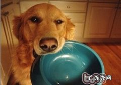 常常换犬粮对小狗好么