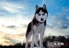 如何防止小狗走丢