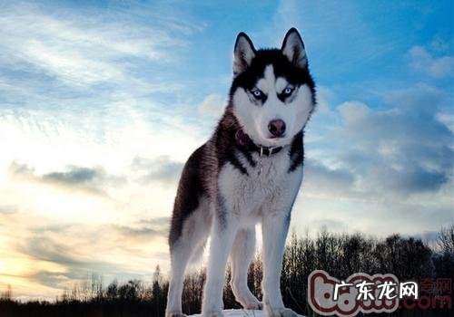 如何防止小狗走丢