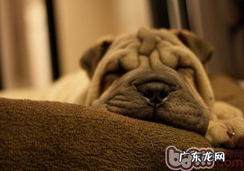 狗的睡觉时间多少钱