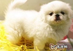 怎样帮小狗挑选食碗