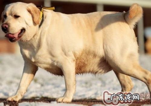 小狗营养成分过盛有哪些伤害