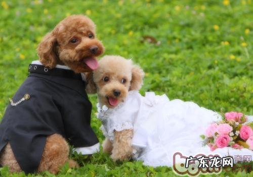 小狗背毛更改是什么原因