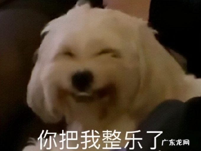 iPhone信号问题争议不断!将不再支持2/3G?!