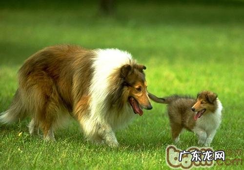 有时候狗狗掉毛比较严重的缘故