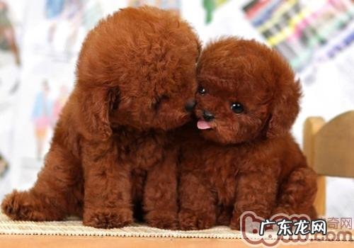 泰迪犬的肛门腺保养