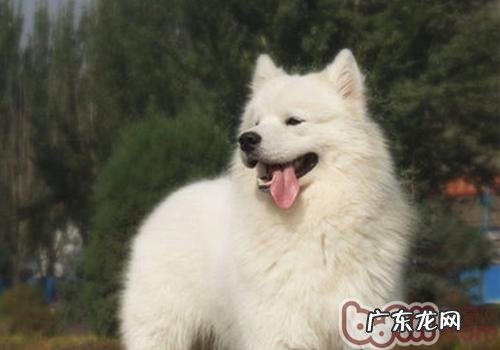 狗为什么喜欢降雪