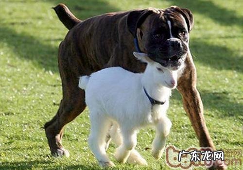 拳师犬聪慧吗